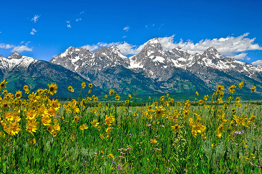 Spring wildflowers bloom beneath the towering peaks of Grand Teton National Park