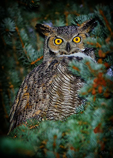 Owl Eyes fine art nature prints