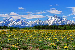 Teton Spring Meadow fine art nature prints
