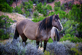 Pryor Mountain Wild Horse fine art nature prints
